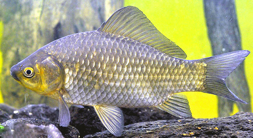 Carassius auratus_003.jpg